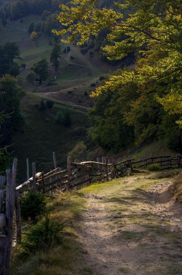 Pensiunea Hodaita Măgura Esterno foto