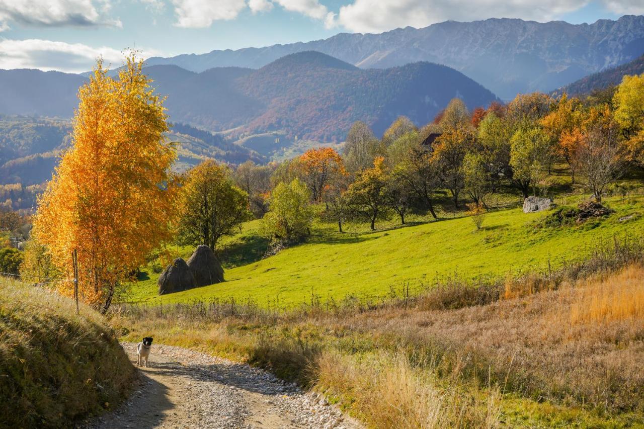 Pensiunea Hodaita Măgura Esterno foto